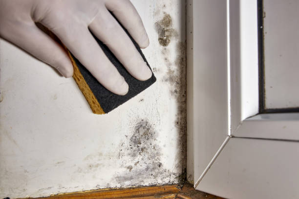 Mold Remediation for Vacation Homes in Rusk, TX